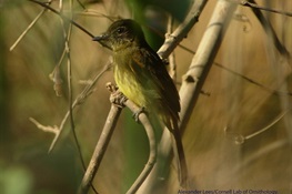 Identidad Madidi Announces 1000 Confirmed Bird Species For Bolivia’s Madidi National Park